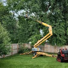 Best Tree Fertilization Services  in USA